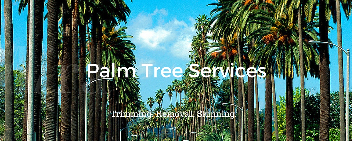 Palm Tree Services