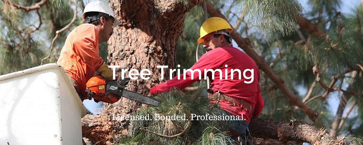 Tree trimming & tree removal