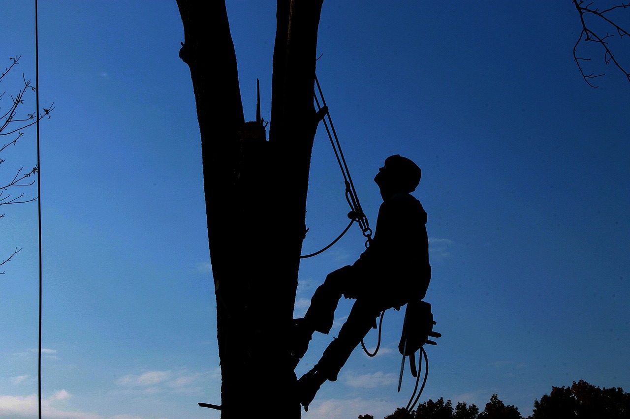 tree-services